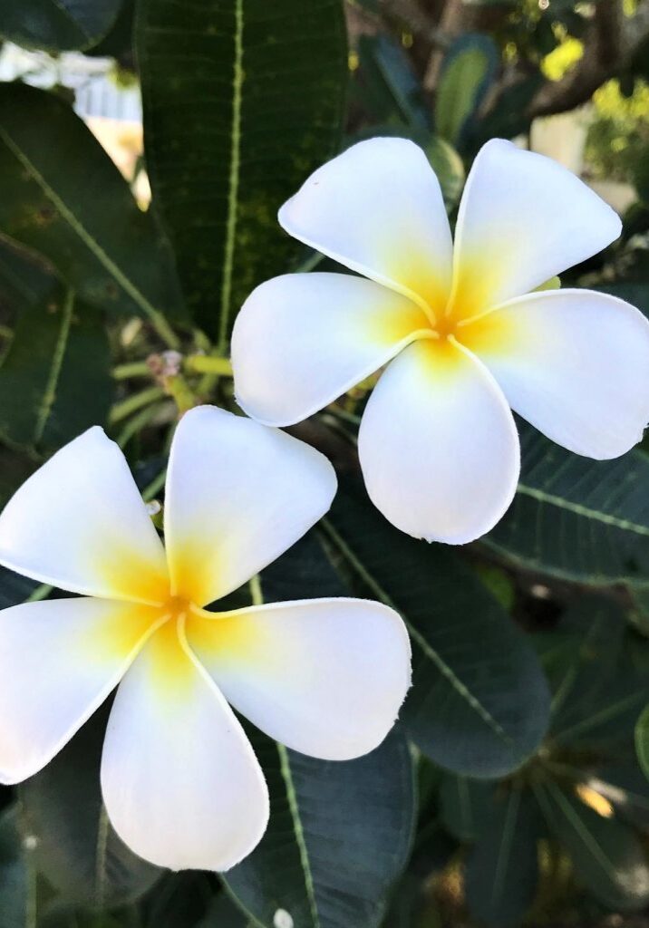 Frangipani